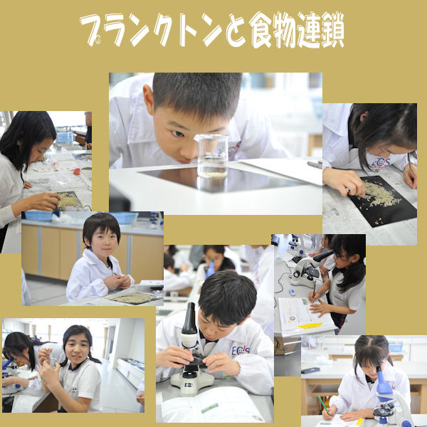 プランクトンと食物連鎖 ５ ６年生対象 昭和学院小学校