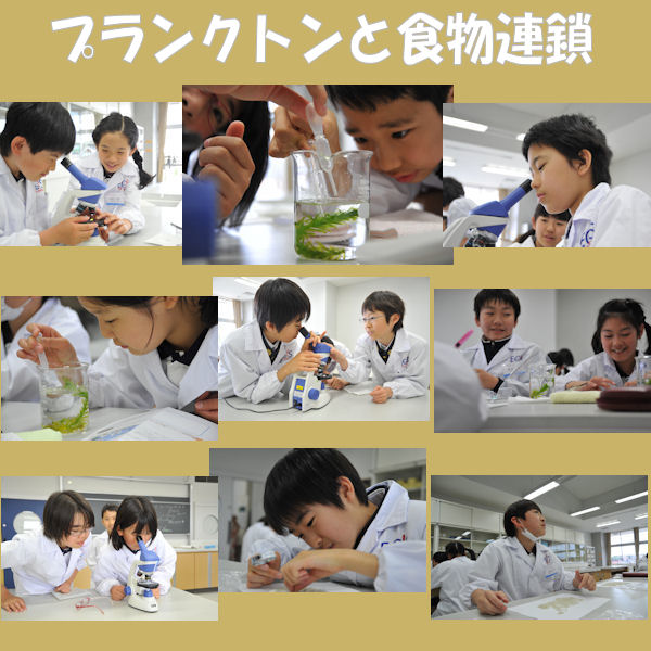 プランクトンと食物連鎖 ５ ６年生 昭和学院小学校